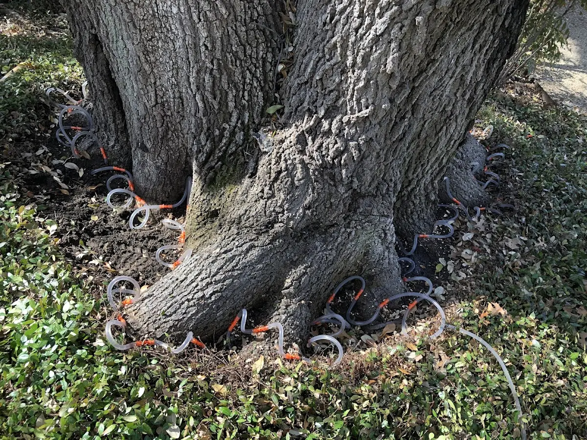 Detailed Tree Cabling and Bracing job site in Bayview