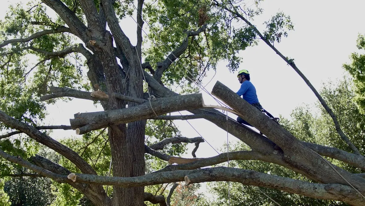 Professional Hazardous Tree Removal performed by certified arborists in Bayview